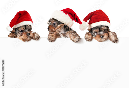 Sticker Christmas dogs with white banner