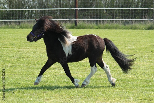 Schilderij op canvas trabendes Shetland Pony auf einer Koppel