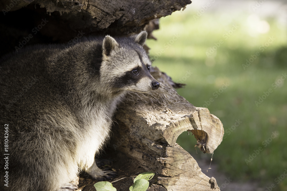 Fototapeta premium Raccoon in hollow tree trunk