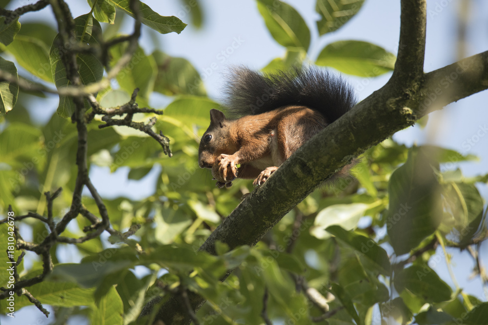 Obraz premium Squirrel sitting high in a tree eating a nut