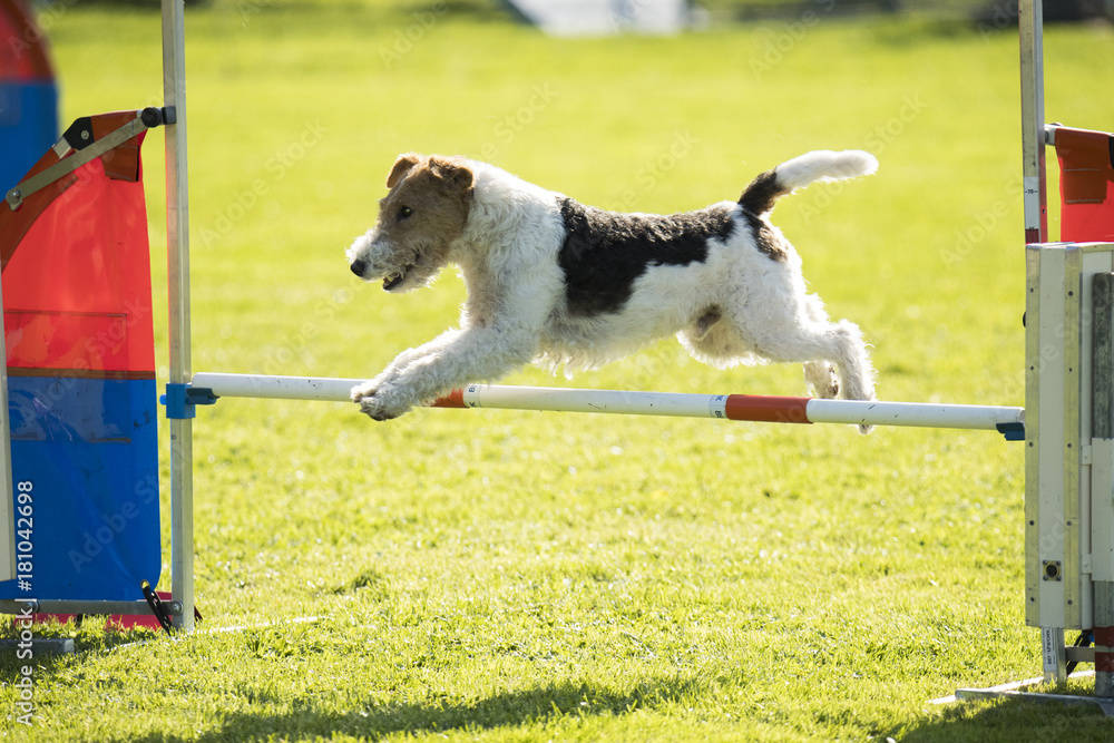 Dog, fox wire hair, jumping over agility hurdle Dog, fox wire hair, jumping over agility hurdle