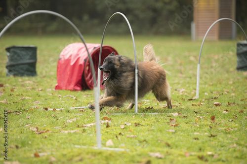 Εκτύπωση καμβά Dog,Belgian Shepherd Tervuren, running in hooper competition