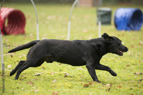 Dog, Labrador Retriever, running in agility hooper competition