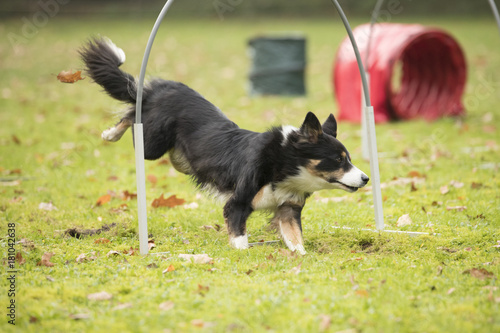 Dog, Border Collie, running in hooper competition