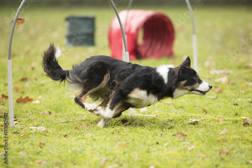 Dog, Border Collie, running in hooper competition