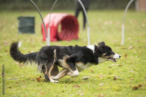 Dog, Border Collie, running in agility  competition