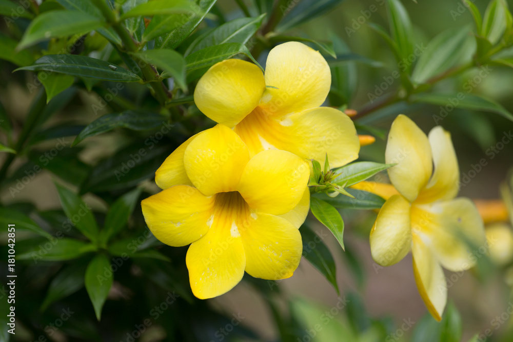 Allamanda Allamanda