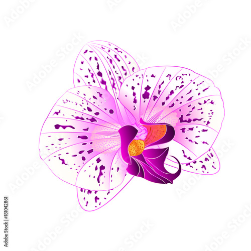 Purple and white Orchid Phalaenopsis flower closeup on a white background vintage  vector  illustration editable hand draw
