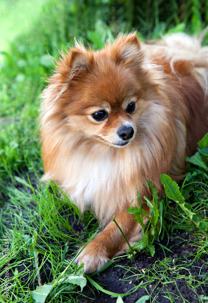 dog breed pomeranian spitz on green grass dog breed pomeranian spitz on green grass