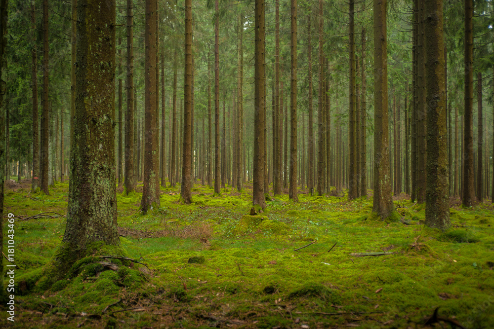 Fototapeta premium Douglas Fir Forest 