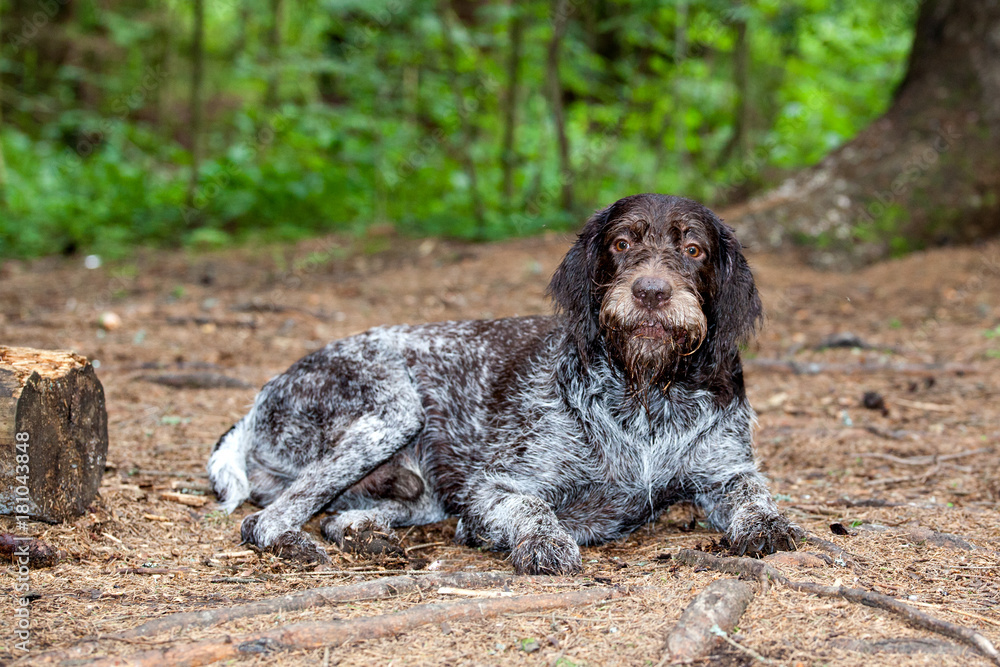 The dog breed  German Wirehaired Pointer drathaar in a forest meadow