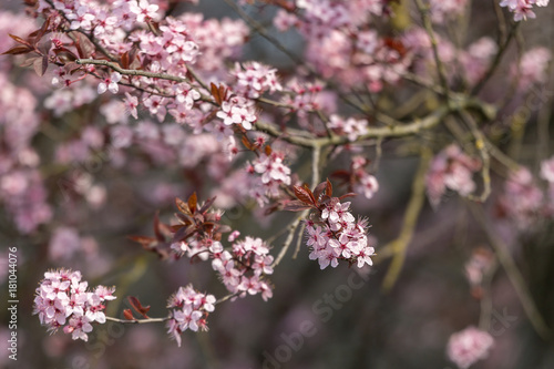 Peach Tree Blossom Early in Spring