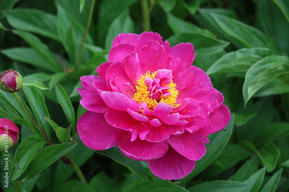 Pfingstrose in Pink Paeonia Pfingstrose in Pink Paeonia