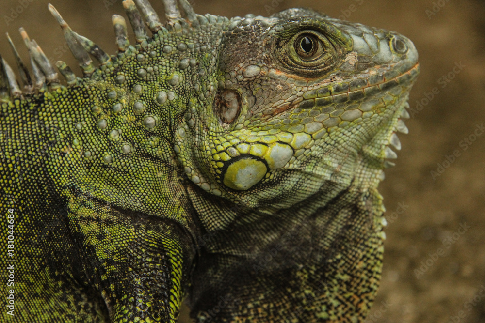 Fototapeta premium Green iguana visiting a house in Colombia