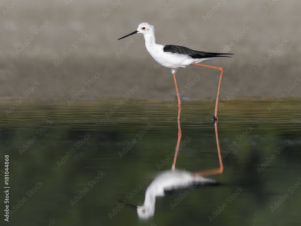 Obraz premium Black-winged Stilt with Reflection Portrait