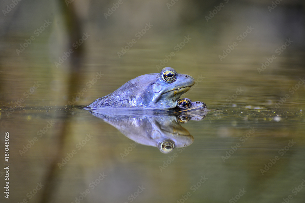Obraz premium Moor frogs
