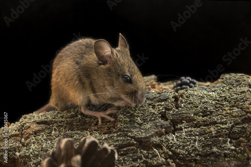 Woodmouse_0000008993716_18