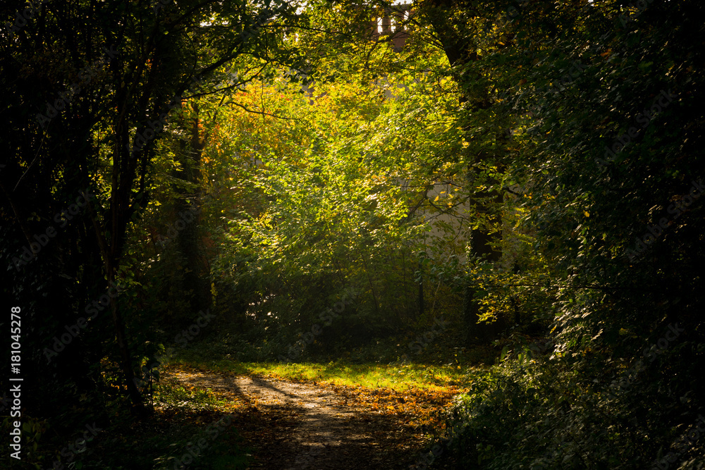 autumn forest and meadow on a sunny day autumn forest and meadow on a sunny day
