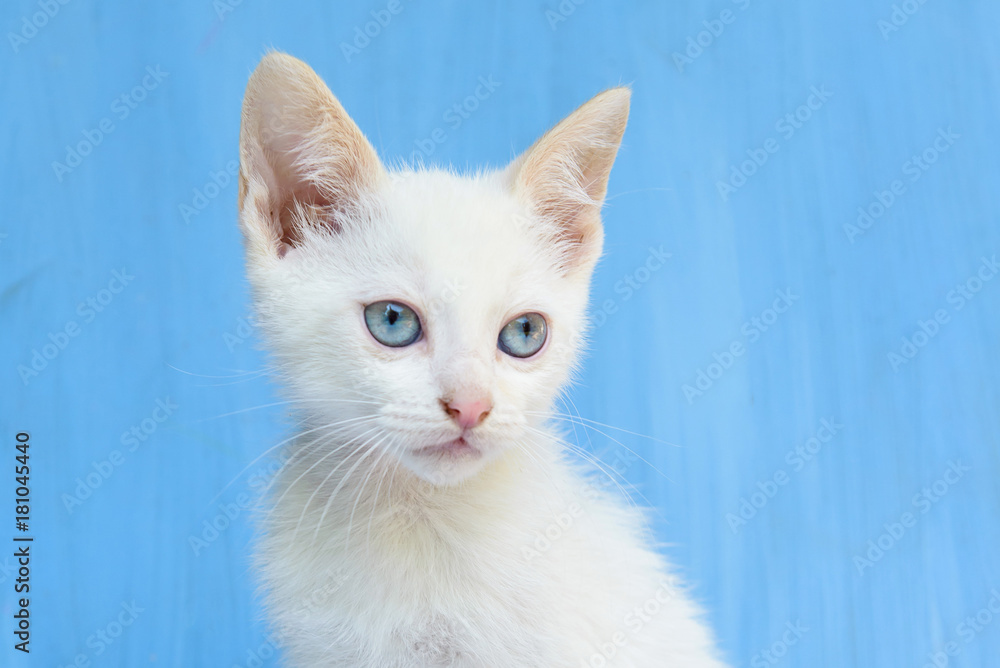 white kitten with blue eyes on a blue background