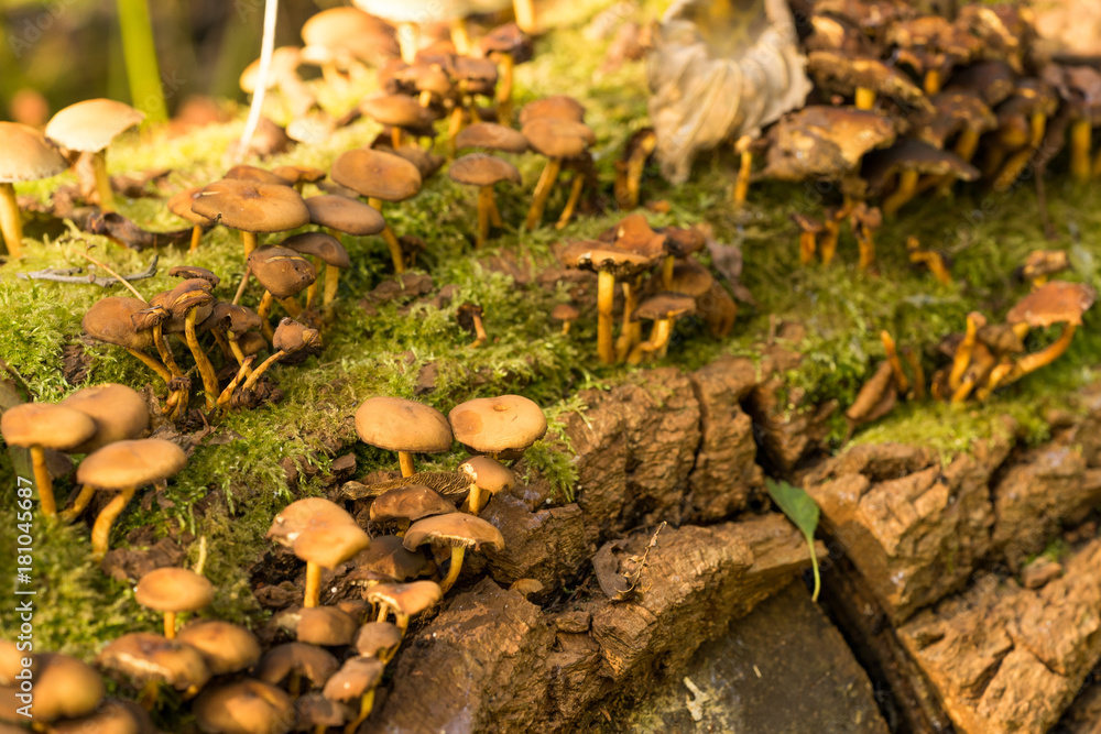 wild mushrooms and moss on a tree bark wild mushrooms and moss on a tree bark