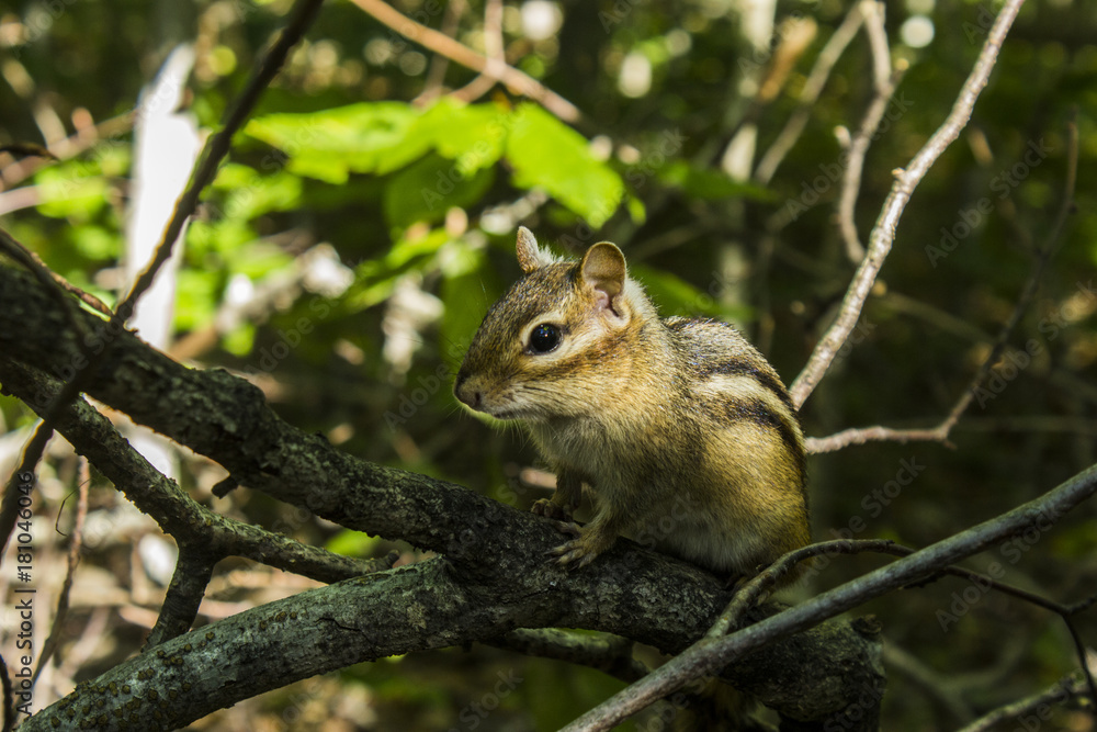 Chipmunk Close Up