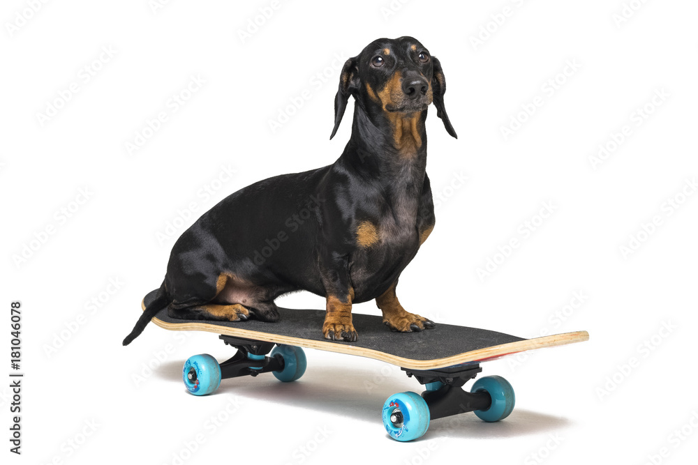 Kritisk Alle slags Reservere dog breed Dachshund, black and tan, sits on skateboard isolated on white  background. Skateboarding dog. Stock-foto | Adobe Stock