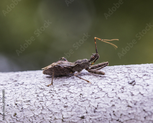 Close up bug