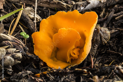 Orange Peel Fungus