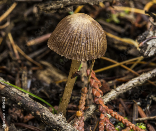 Mushroom