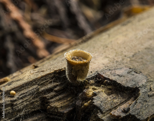 Birds Nest Fungi Macro