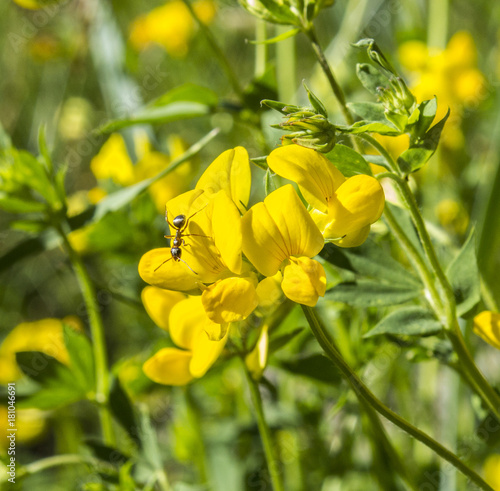 Ant on Yellow Flower