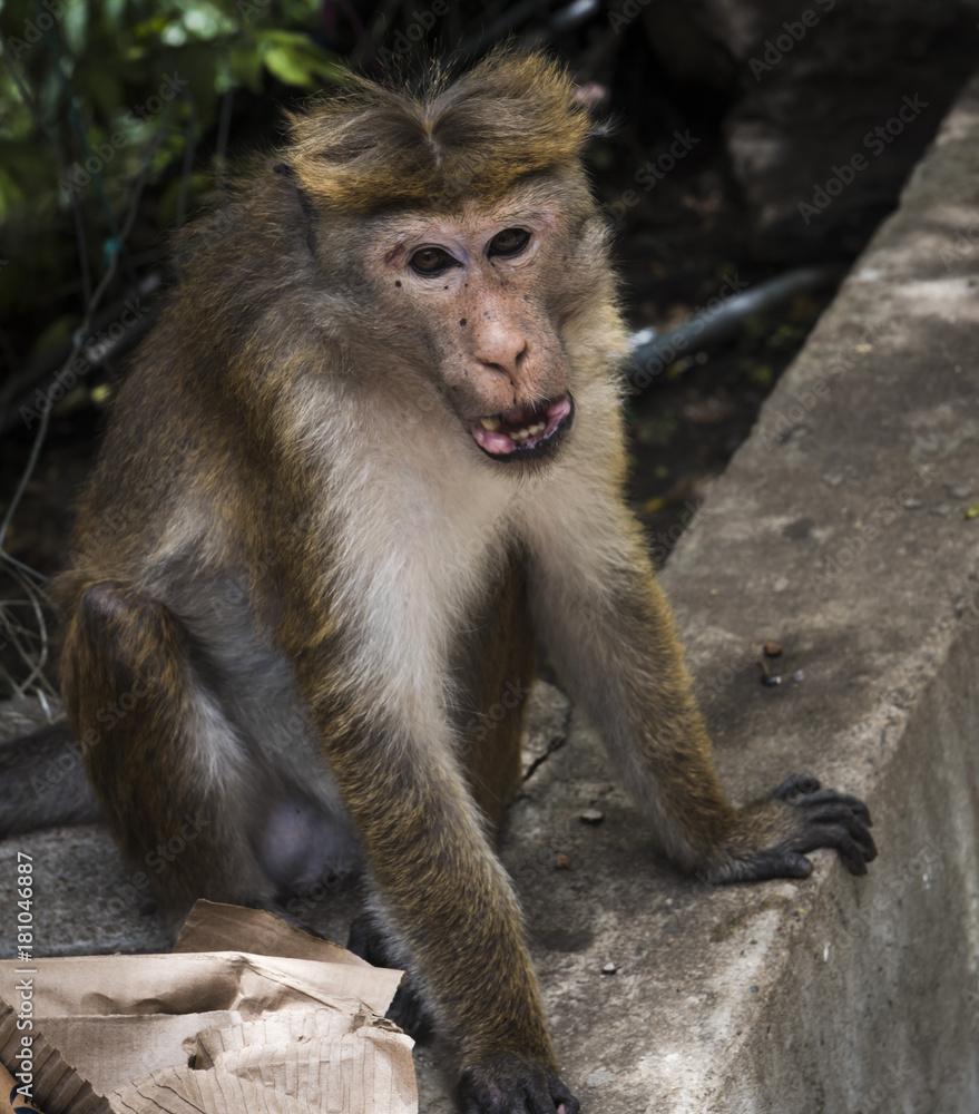 Fototapeta premium Toque macaque monkey, in Sri Lanka