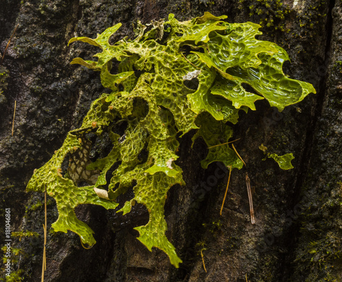 Lungwort Lichen