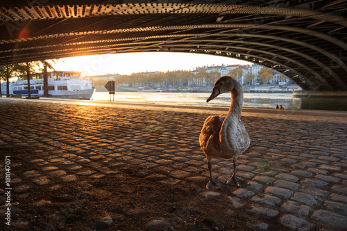 Young swan under a bridge in Lyon on a sunny, autumn day. Shallow focus.