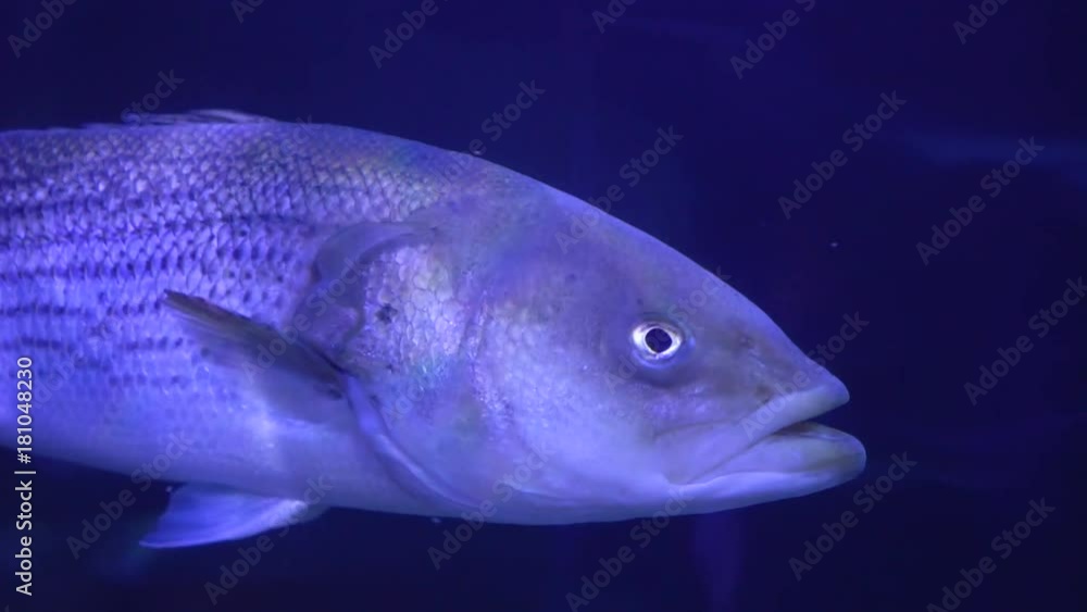 fish swimming in aquarium fish swimming in aquarium