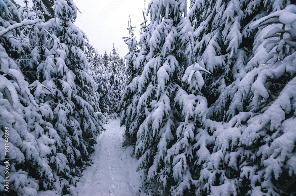 Winter im Allgäu; Schneebedeckter Wald Winter im Allgäu; Schneebedeckter Wald