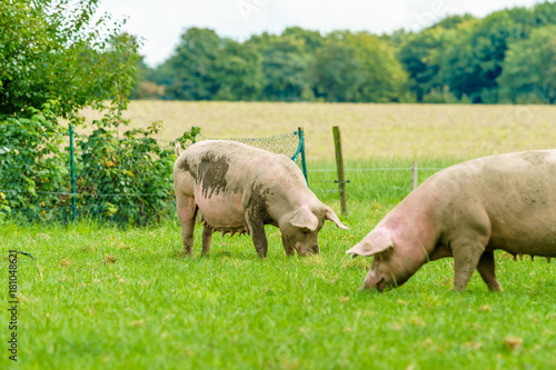 Pigs graze on farm. Pig on green field