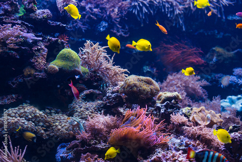  tropical Fish. Underwater world landscape © EwaStudio