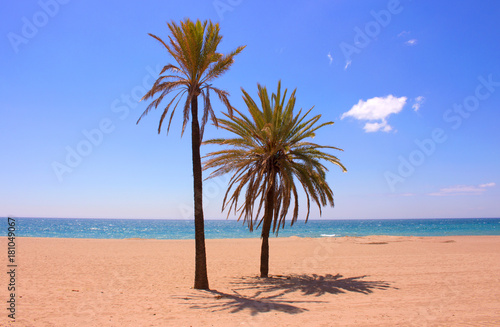 Palm trees. Beautiful tropical plants in the beach. Mediterranean sea, Costa del Sol, Andalusia, Spain. © Ekaterina