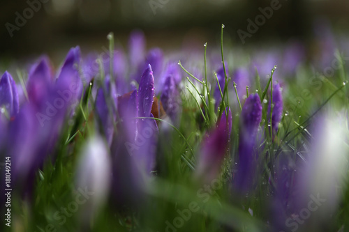 krokuse auf einer wiese im frühling photo