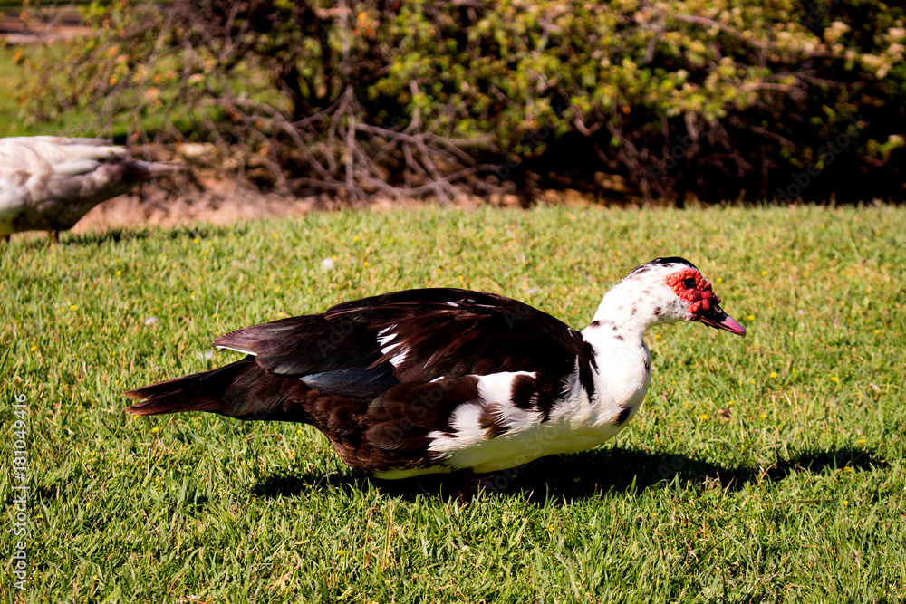 Duck. Beautiful rural birds. Domestic animal. Costa del Sol, Andalusia, Spain. Duck. Beautiful rural birds. Domestic animal. Costa del Sol, Andalusia, Spain.