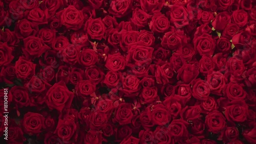 Beautiful natural red roses background 