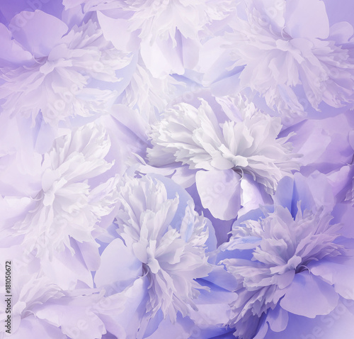 Floral violet-white background. Bouquet of flowers of peonies. Pink-white petals of the peony flower. Close-up. Nature.