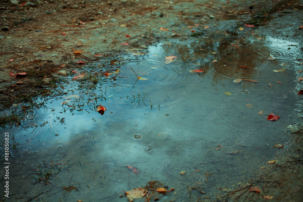 Fototapeta premium Jesienne liście w kałuży