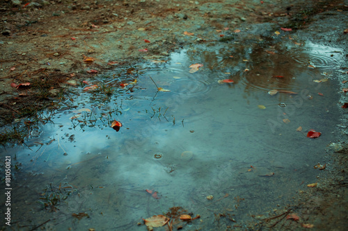 Autumn leafs in puddle photo