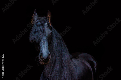 portraits of horses on a black background without ammunition