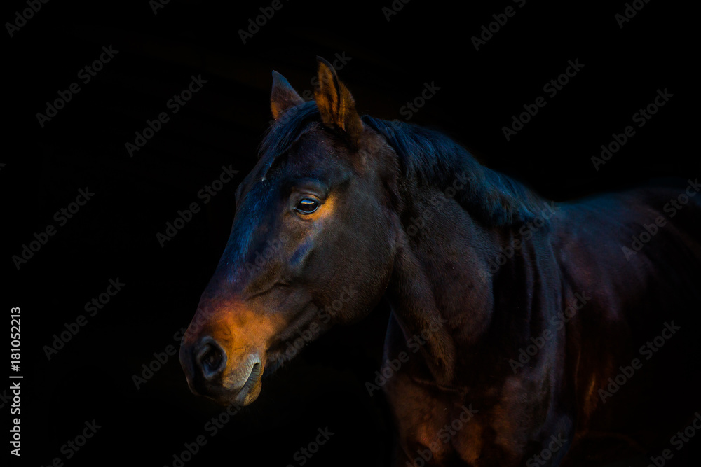 Obraz premium portrety koni na czarnym tle bez amunicji