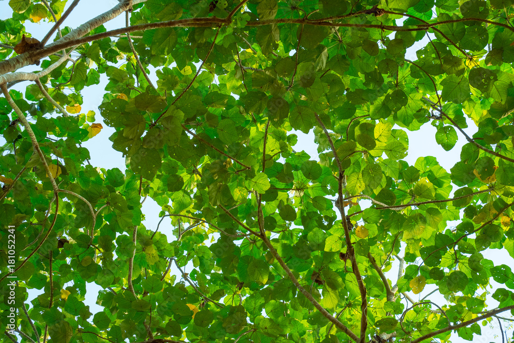 Look up view, Green love with branch, Close up shot.