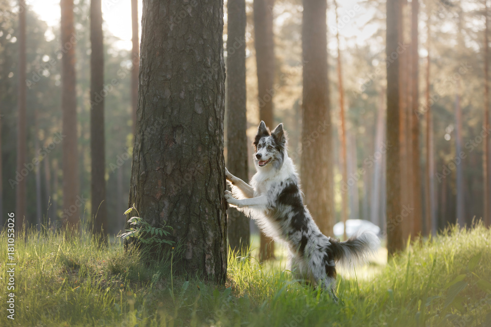 Dog border collie on a walk in the woods