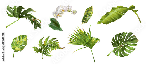 Tropical plants set